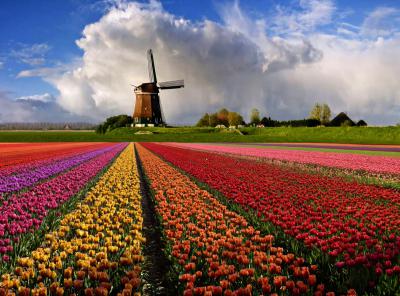 Тюльпаны Голландии